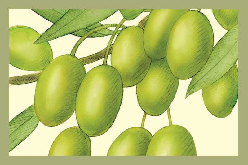 Arbequina Extra Virgin Olive Oil