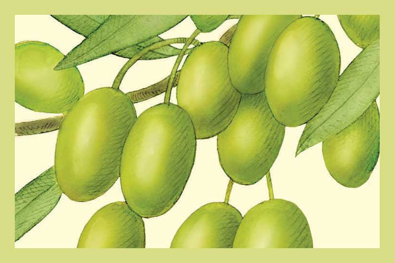 Arbosana Extra Virgin Olive Oil