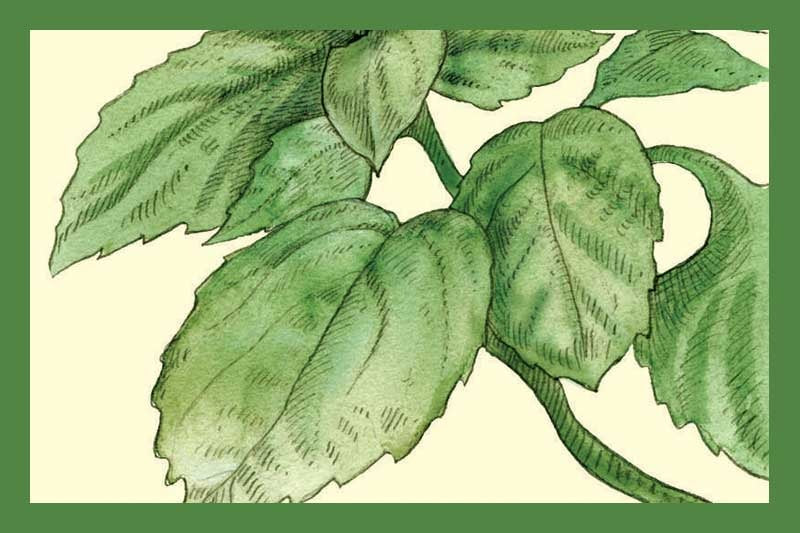 Basil Extra Virgin Olive Oil