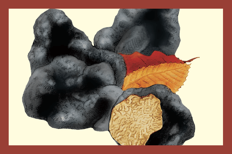 Black Truffle Balsamic Vinegar