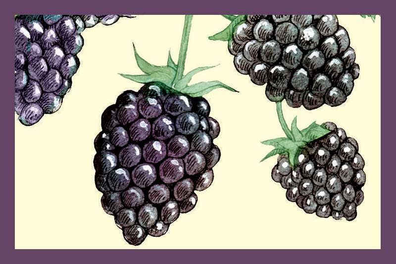 Blackberry Ginger Balsamic Vinegar