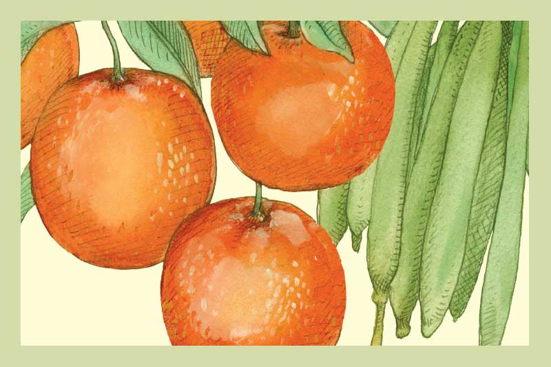 Cara Cara Orange Vanilla White Balsamic Vinegar