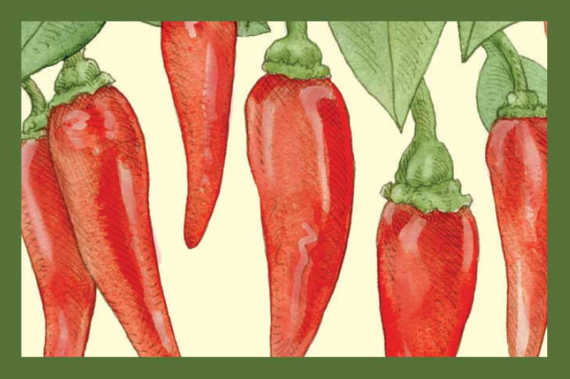 Cayenne Chili Olive Oil