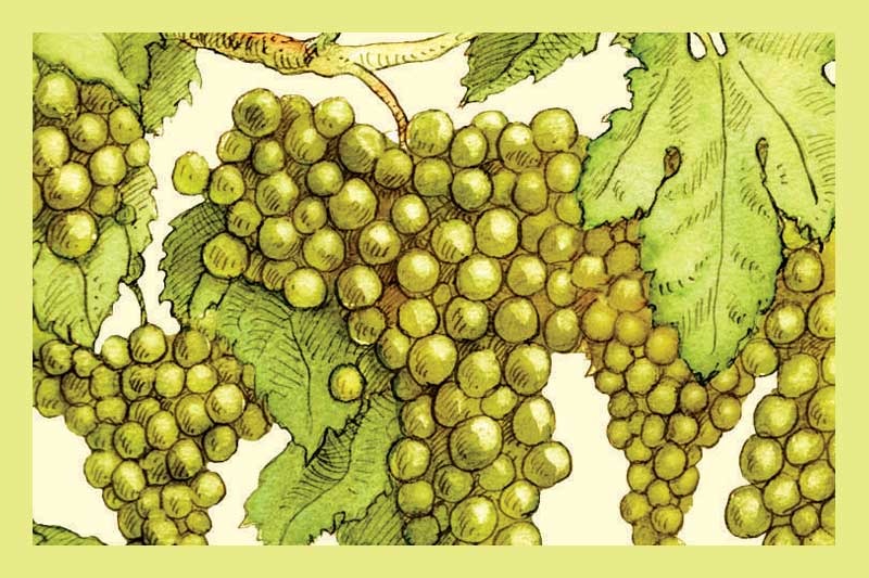 Champagne Balsamic Vinegar