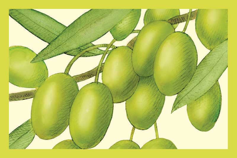 Coratina Extra Virgin Olive Oil