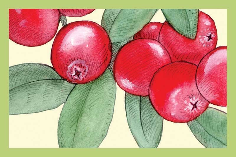 Cranberry Pear White Balsamic Vinegar