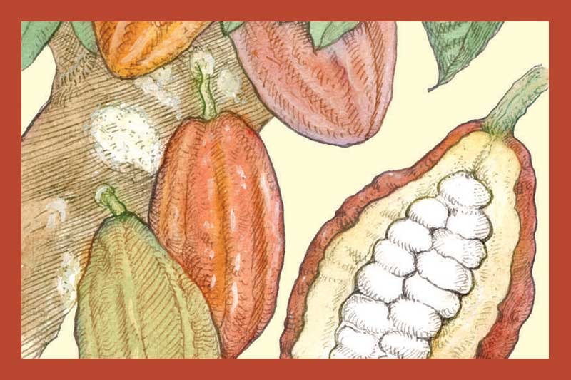 Dark Chocolate Balsamic Vinegar Olive Oil Store