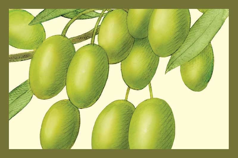 Favolosa Extra Virgin Olive Oil