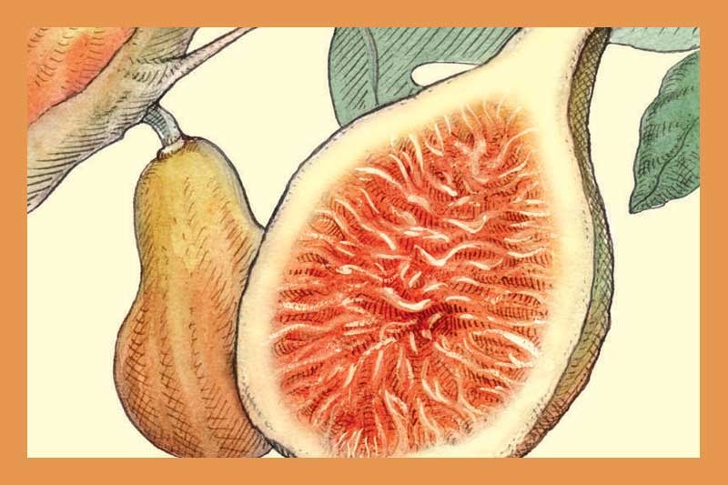 Fig Balsamic Vinegar