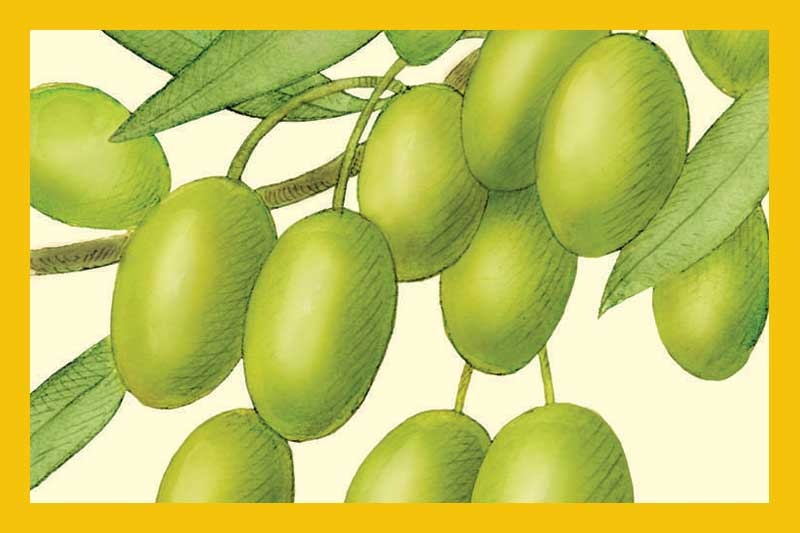 Frantoio Extra Virgin Olive Oil