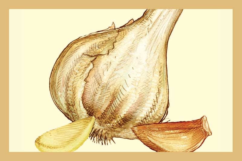 Garlic Olive Oil