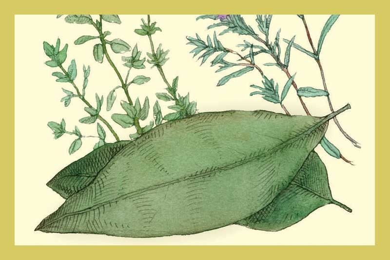 Herbs de Provence Olive Oil