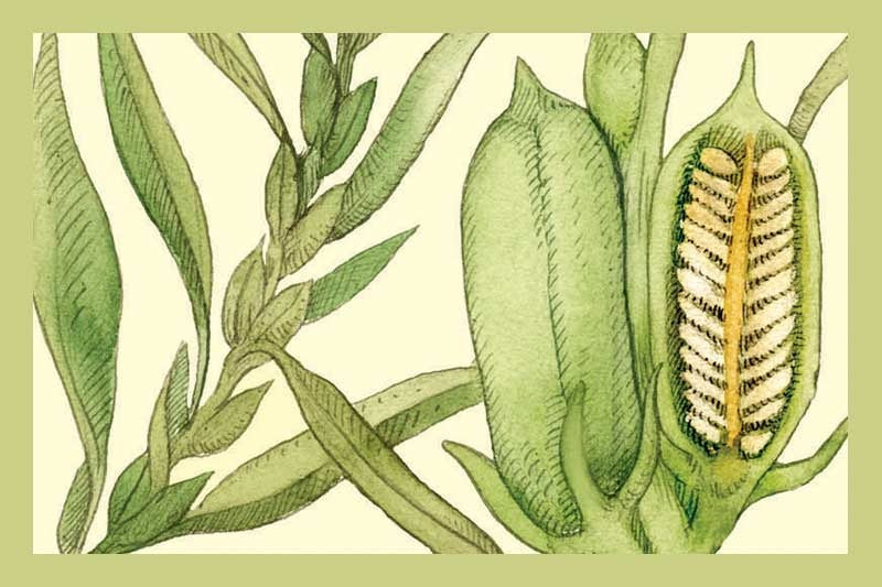 Japanese Roasted Sesame Oil