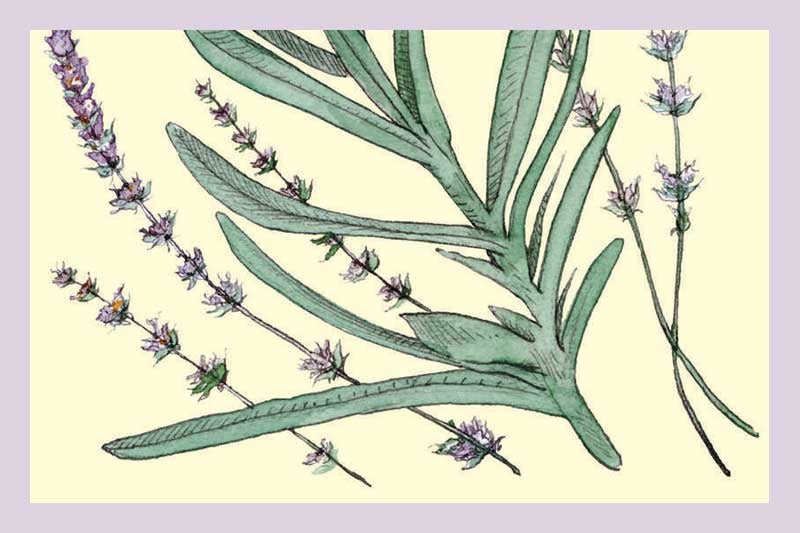 Lavender Balsamic Vinegar