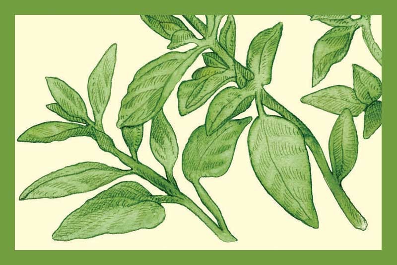 Oregano White Balsamic Vinegar