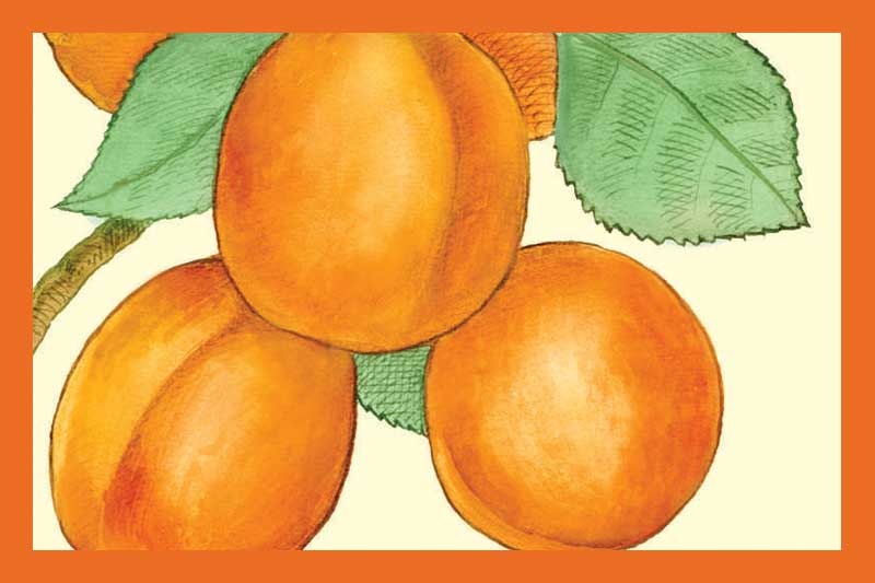 Peach White Balsamic Vinegar Olive Oil Store