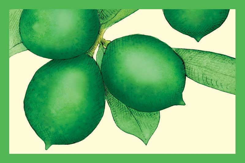 Persian Lime Olive Oil