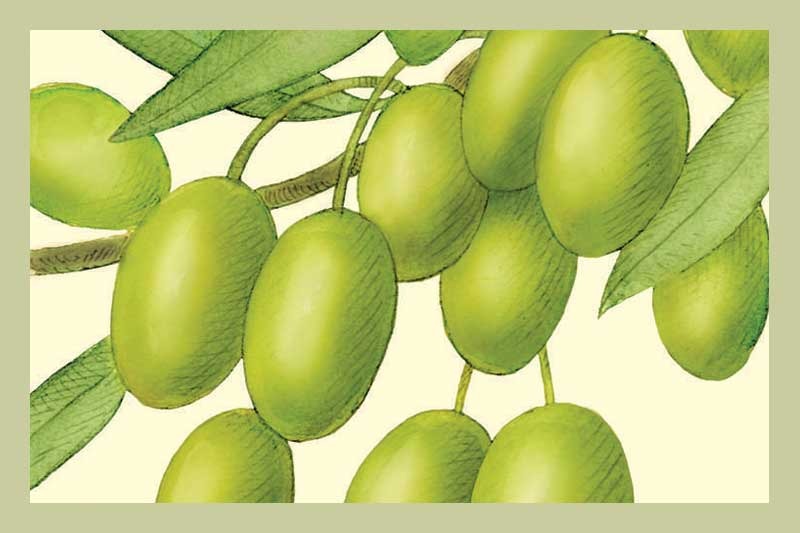 Koroneiki Extra Virgin Olive Oil