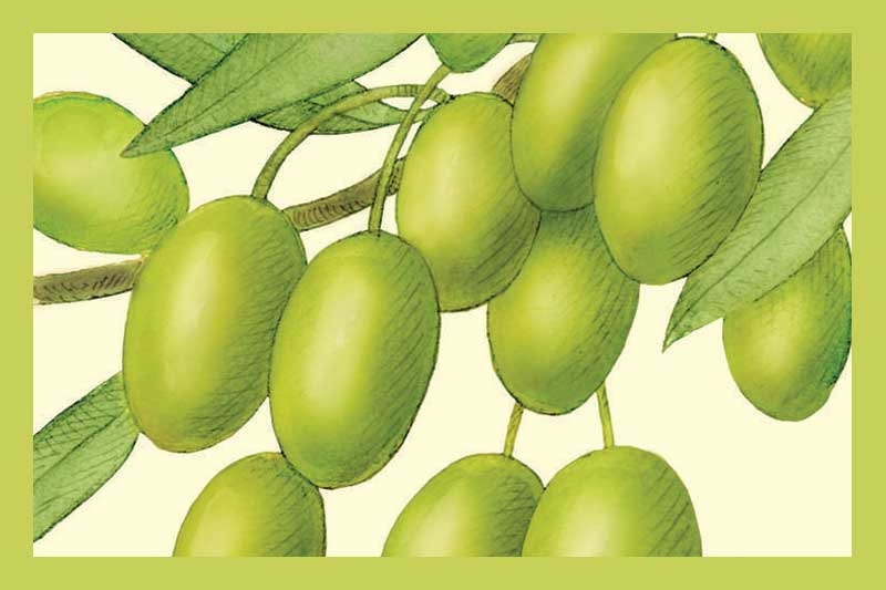 Picual Extra Virgin Olive Oil