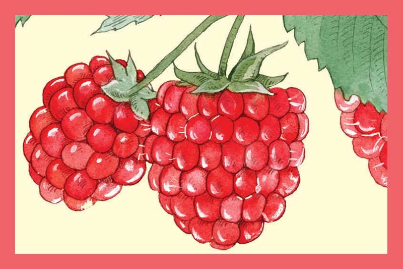 Raspberry Balsamic Vinegar