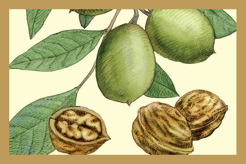 Roasted French Walnut Oil