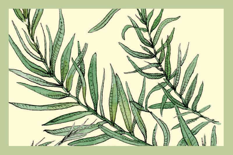 Rosemary Olive Oil