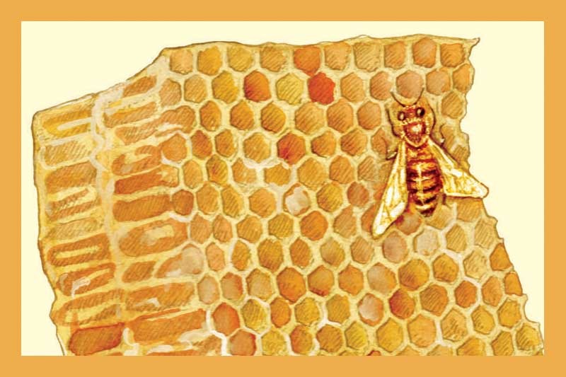 Handcrafted Artisanal Serrano Honey Vinegar