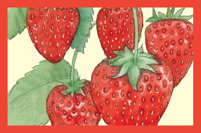 Strawberry Balsamic Vinegar