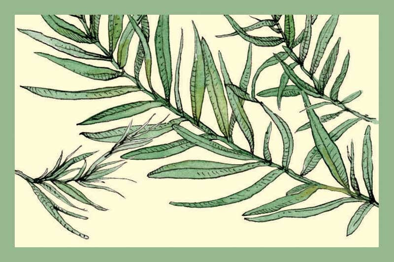 Tarragon Olive Oil