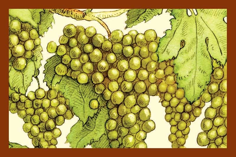 Aged Traditional Balsamic Vinegar