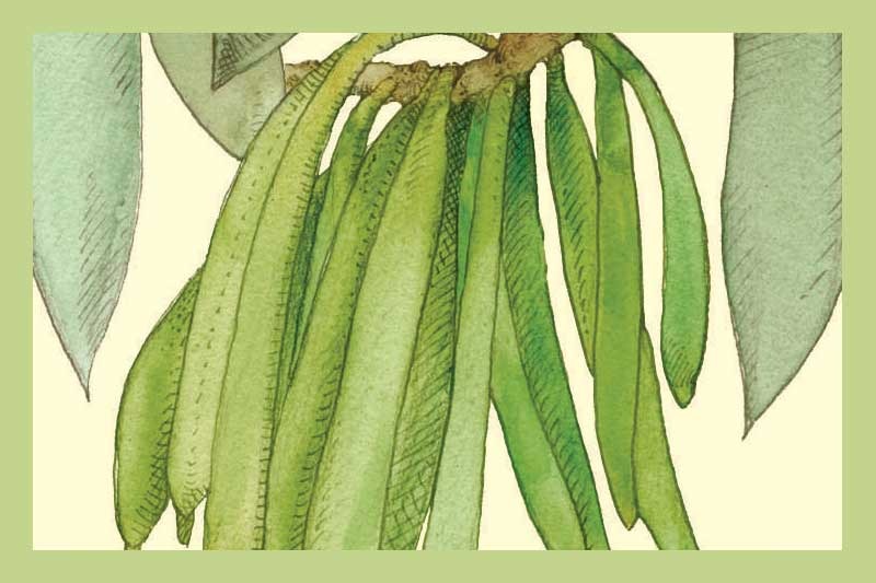 Vanilla White Balsamic Vinegar