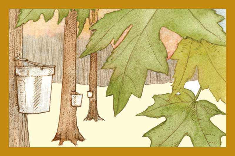 Vermont Maple Balsamic Vinegar