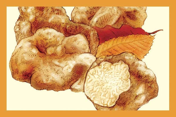 White Truffle Oil