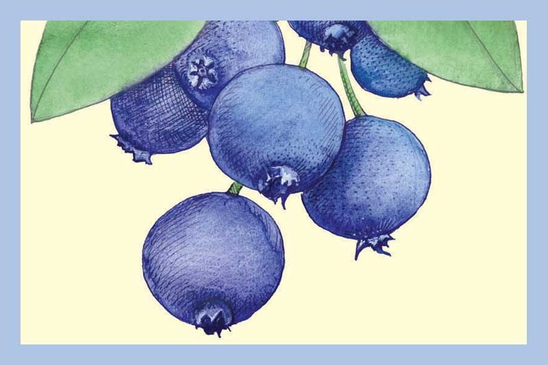 Wild Blueberry Balsamic Vinegar